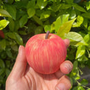 Maçã Mofy  – TEA